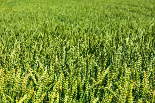 Spältfält Utmärkt Proteinkälla Ett Sädesfält Sommardag Spannmålsgröda — Stockfoto