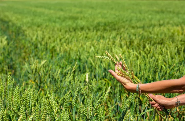 Close Woman Hand Holding Few Spelt Spikelets Showing Quality Crop — Stock Photo, Image