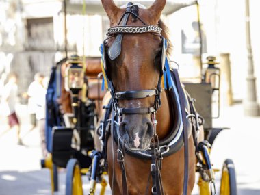 At gözlüklü at, tarihi bir şehirde turist arabası çekiyor..