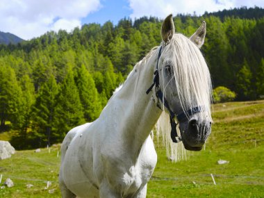 Güneşli bir günde dağda beyaz bir at.