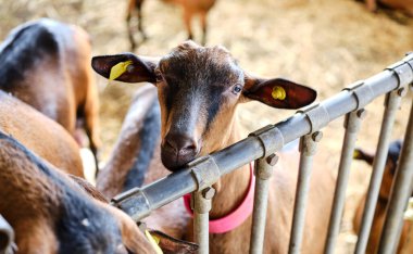 Dağ çiftliğinde genç, pürüzsüz bir keçi. Alp güveci keçi cinsi..