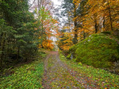 Sonbahar ormanından geçen yol. İtalya 'nın Lombardiya bölgesinde Val Masino Parkı' nda yaprakların döküldüğü renkli sonbahar manzarasında güzel bir yürüyüş yolu.