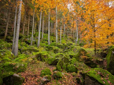 İtalya 'nın Lombardy bölgesindeki Val Masino dağlarının ormanlarındaki sonbahar yapraklarının yansıması.