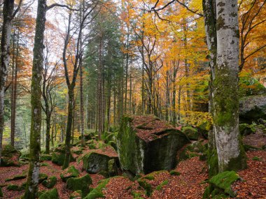 İtalya 'nın Lombardy bölgesindeki Val Masino dağlarının ormanlarındaki sonbahar yapraklarının yansıması.