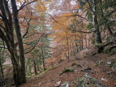 Val Masino, Lombardy bölgesinde dökülen yapraklarla dolu renkli sonbahar manzarasında güzel bir yürüyüş yolu.