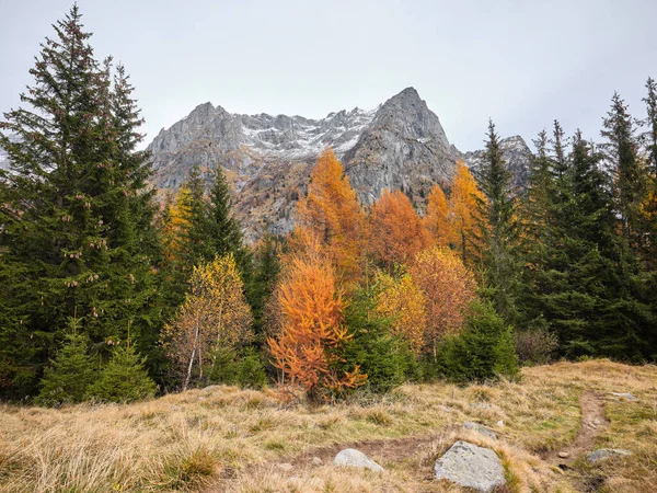 Herbstliche Farben Den Wäldern Des Valtellina Italien — Stockfoto