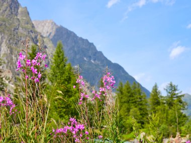 Güneşli bir günde Val Ferret 'ten Mont Blanc kalabalığı görüldü.