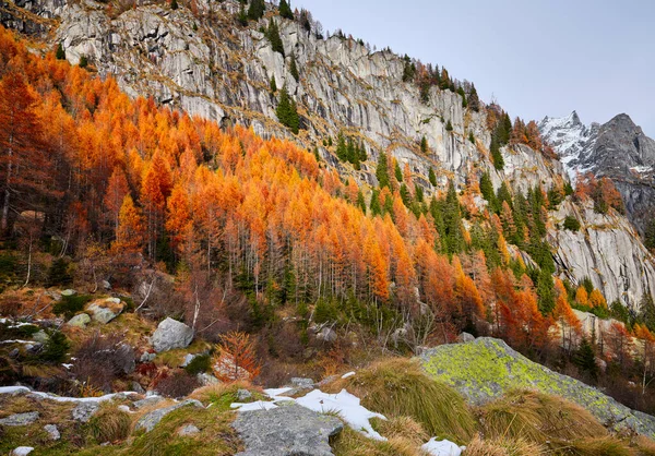 Herbstliche Farben Den Wäldern Des Valtellina Italien Herbstliches Laub Den — Stockfoto