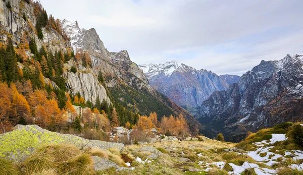 Colores Otoñales Los Bosques Valtellina Italia Reflejo Del Follaje Otoñal — Foto de Stock