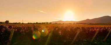 Günbatımında Tuscan tepelerinde sonbahar renklerinde asmalar..