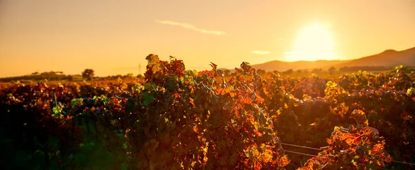 Filas Vides Con Los Colores Del Otoño Las Colinas Toscanas — Foto de Stock