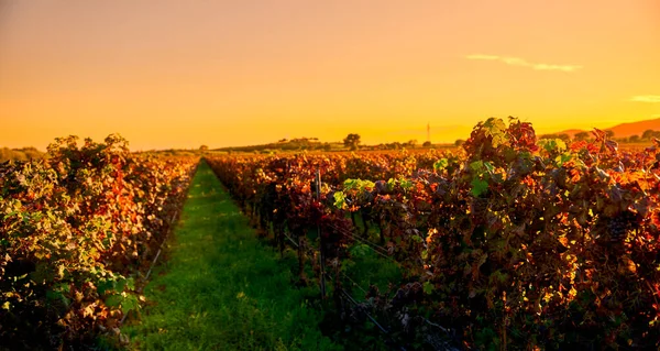 Righe Viti Con Colori Dell Autunno Sulle Colline Toscane Tramonto — Foto Stock