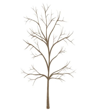 yüksek kaliteli ağaç beyaz arka plan üzerinde izole