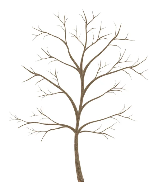 High quality tree isolated on white background — Stock Photo, Image