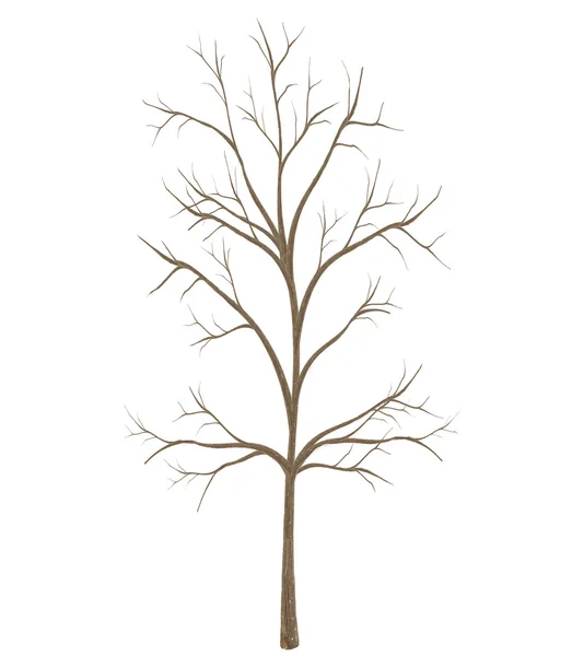 High quality tree isolated on white background — Stock Photo, Image