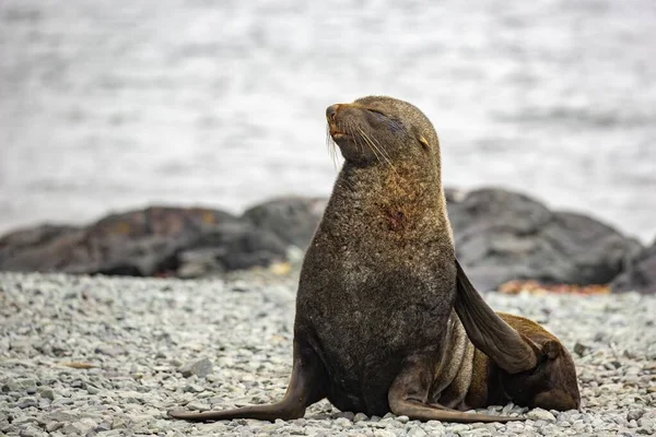 Phoque Fourrure Antarctique Arctocephalus Gazella Sur Côte Rocheuse — Photo