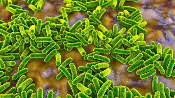 Illustratie Van Staafvormige Bolvormige Cocci Bacteriën Staafvormige Bacteriën Zijn Onder — Stockfoto