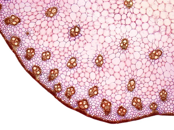 Lily干的通过百合花茎部分的切片光镜 薄的外表皮包裹着皮质层 中央是小石子 里面有许多维管束 — 图库照片