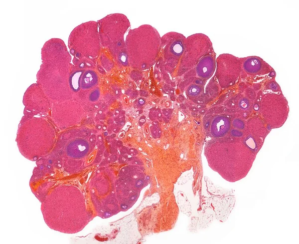 Ovary Light Micrograph Section Whole Ovary Cortex Outer Region Contains — Stock Photo, Image