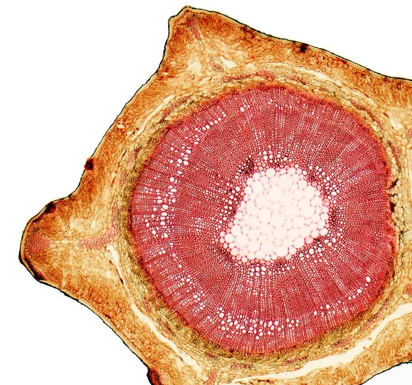 Broom Stem Light Micrograph Transverse Section Stem Common Broom Salicornia — Stock Photo, Image