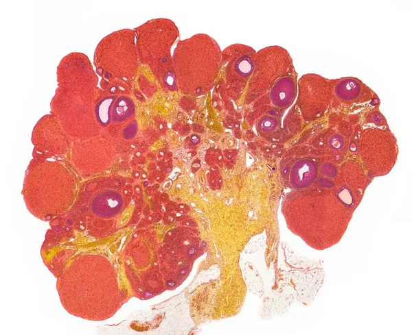 Ovary 通过整个卵巢的剖面图 包含许多处于不同发育阶段的红茶 和毛囊 — 图库照片