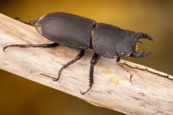 Mindre Svensexa Dorcus Parallelipipedus Gren — Stockfoto