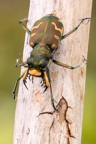 Coléoptère Tigre Cylindera Arenaria Sur Une Branche — Photo