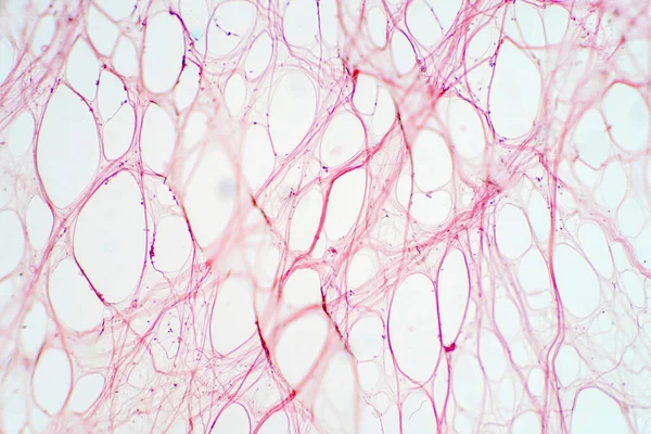 Areolar Connective Tissue Light Micrograph — Stock Photo, Image