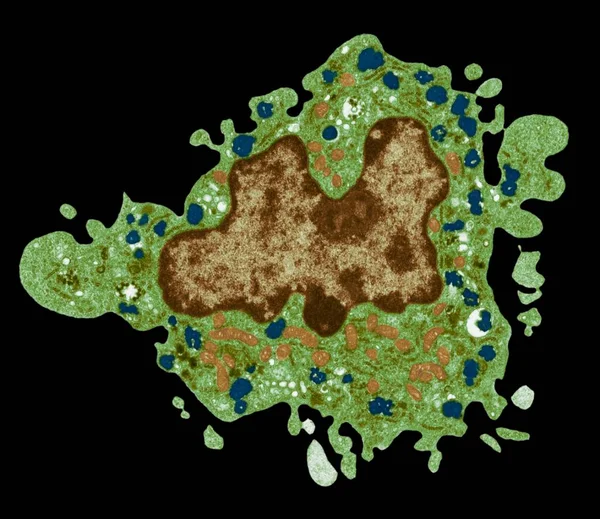 Macrofagos Micrografía Electrónica Transmisión Coloreada Tem Una Célula Macrófaga Núcleo —  Fotos de Stock