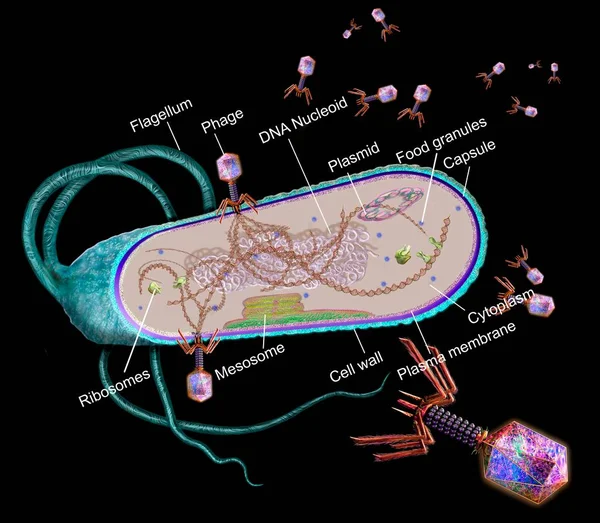 Illustration Bacteriophages Purple Infecting Bacterial Cell Bacteriophages Phages Infect Bacterium — Stock Photo, Image