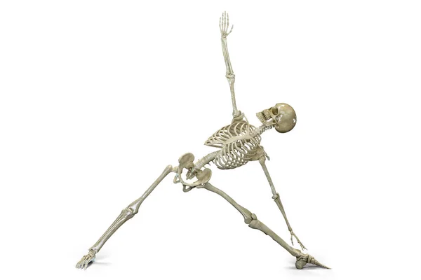三角形のヨガの位置 またはTrikonasanaで人間の骨格 このヨガの姿勢で骨格活動を示すコンピュータイラスト — ストック写真
