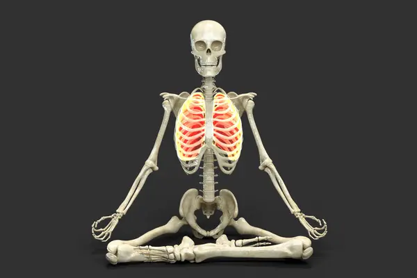 Human Skeleton Lotus Yoga Position Padmasana Highlighted Lungs Computer Illustration — Stock Photo, Image