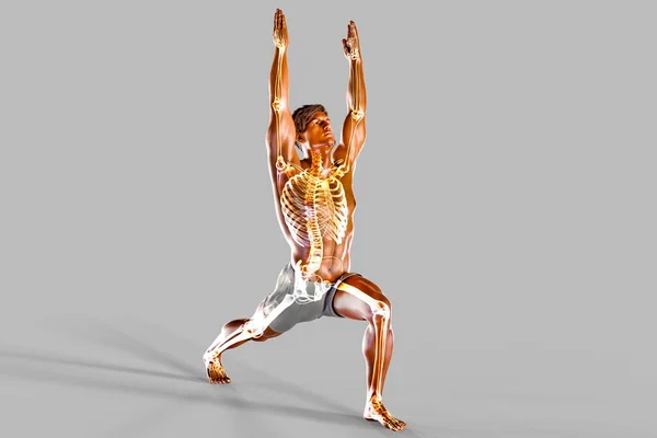 Анатомия Позы Воина Virabhadrasana Компьютерная Иллюстрация Показывающая Мужское Тело Человека — стоковое фото