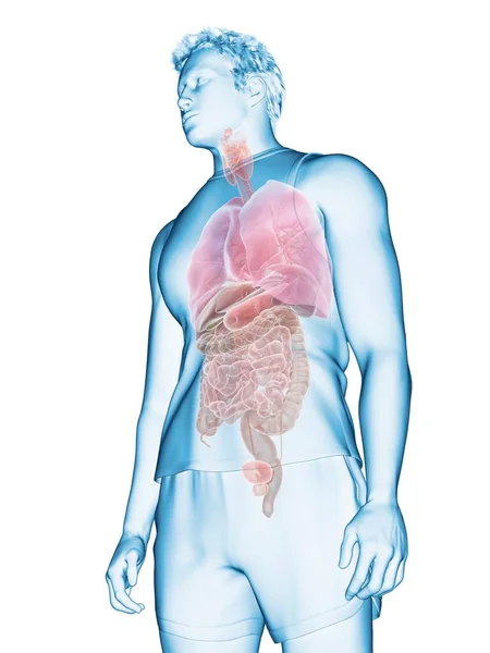 Human Anatomy Computer Illustration — Stock Photo, Image