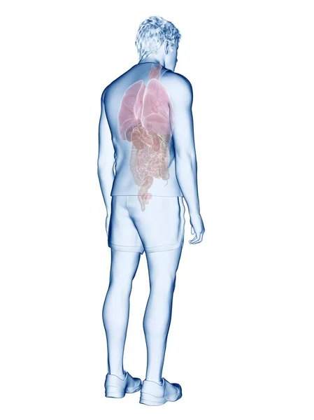 Anatomia Humana Ilustração Computacional — Fotografia de Stock