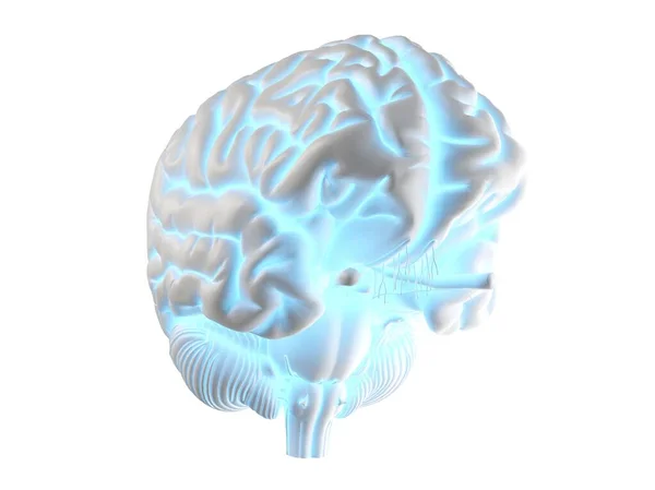 人間の脳やコンピュータのイラスト — ストック写真