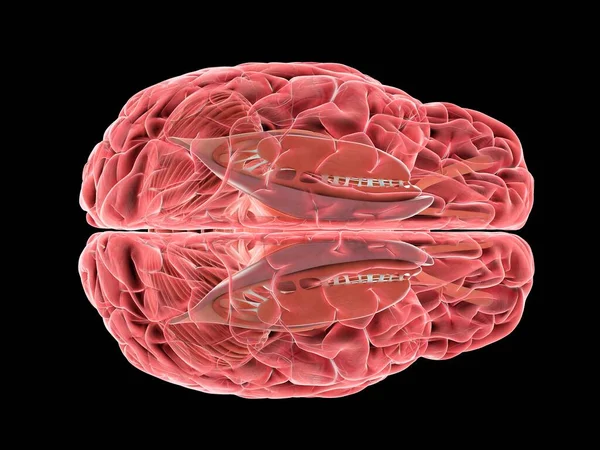 Menschliches Gehirn Computerillustration — Stockfoto