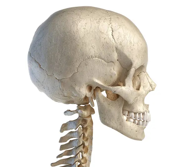 Menselijke Anatomie Illustratie Van Schedel Zijaanzicht Witte Achtergrond — Stockfoto
