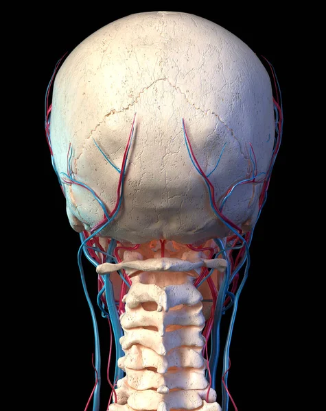 Sistema Vascular Cabeza Humana Visto Desde Atrás Computadora Representación Obras —  Fotos de Stock