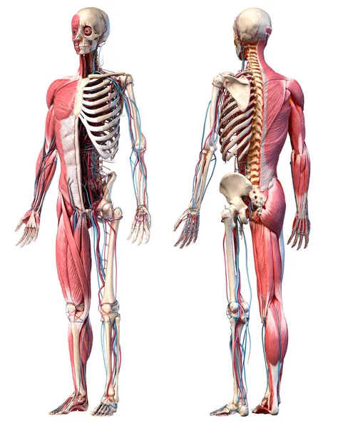 Menselijke Anatomie Volledige Lichaam Skelet Gespierde Cardiovasculaire Systemen Twee Weergaven — Stockfoto