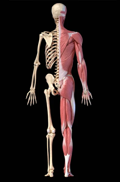 3D插图 全图男性肌肉和骨骼系统 黑色背景的后视图 — 图库照片