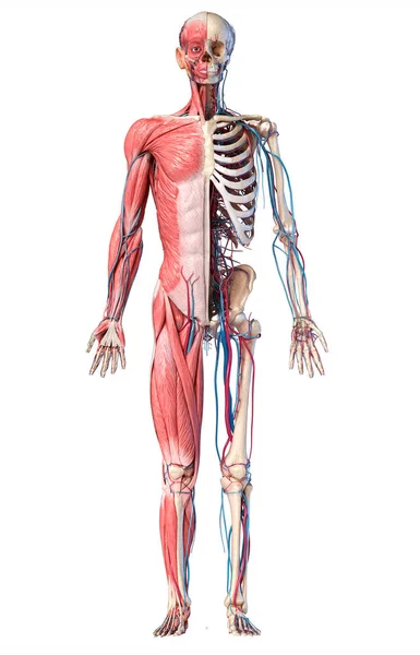 Human Anatomy Full Body Skeletal Muscular Cardiovascular Systems Vista Frontal — Foto de Stock
