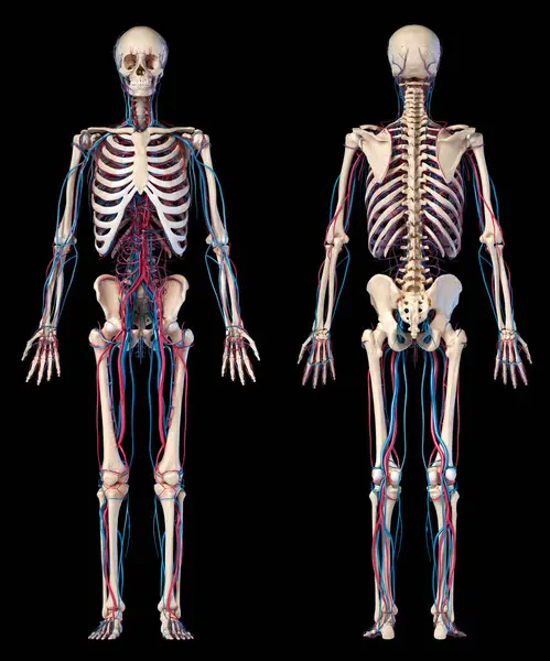 人体解剖学 骨骼和心血管系统的3D插图 前视图和后视图两个视图 在黑色背景上 — 图库照片