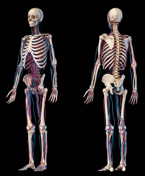 Nsan Vücut Anatomisi Skelet Kardiyovasküler Sistemlerin Illüstrasyon Arka Perspektif Görünümleri — Stok fotoğraf