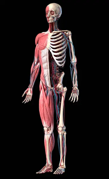 Human Anatomy Full Body Skeletal Muscular Cardiovascular Systems Perspective View — Stock Photo, Image