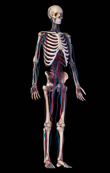 Anatomie Des Menschlichen Körpers Illustration Von Skelett Und Herz Kreislauf — Stockfoto