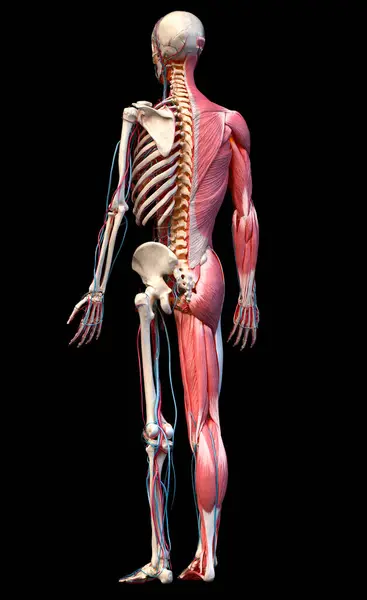 Human Anatomy Full Body Skeletal Muscular Cardiovascular Systems Vista Perspectiva — Foto de Stock