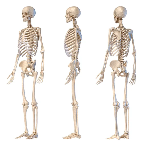 Anatomia Człowieka Całego Ciała Męskiego Szkieletu Trzy Widoki Perspektywa Przód — Zdjęcie stockowe