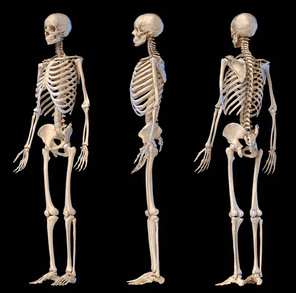 Menschliche Anatomie Ganzkörper Männliches Skelett Drei Ansichten Perspektive Vorne Hinten — Stockfoto