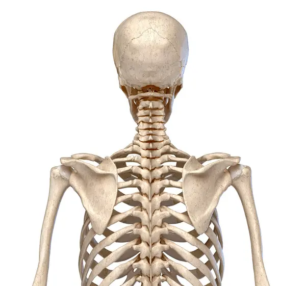 人体解剖学 躯干骨骼系统 从背面看 在白色背景上 — 图库照片